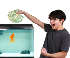 Michael Reeves goldfish: guia completo